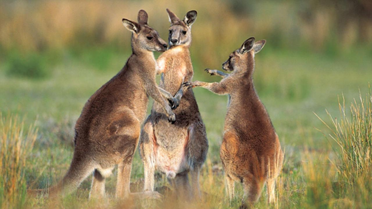 Kangaroos And Koala Experience Tour - Canberra