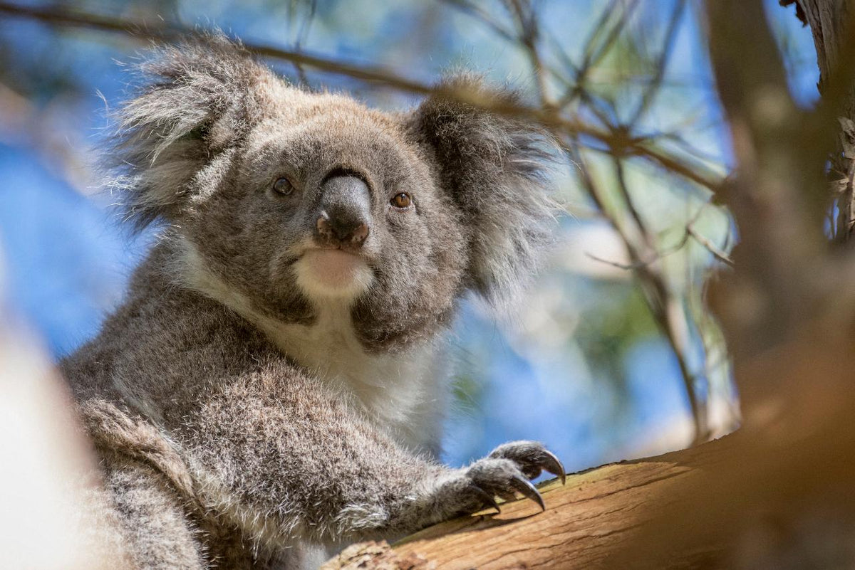 Autopia Tours: Phillip Island & Koala Highlights - Penguins General Viewing