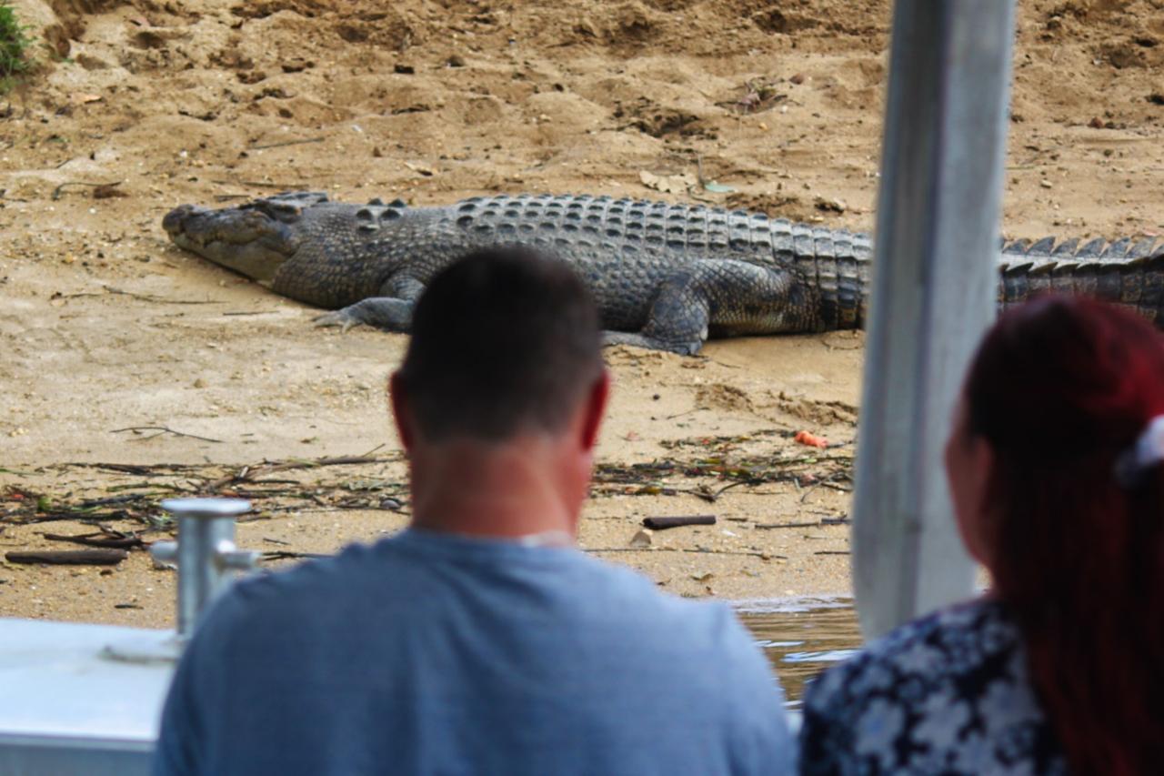 Crocodile Express Daintree Rainforest & Wildlife Cruise From Daintree Village