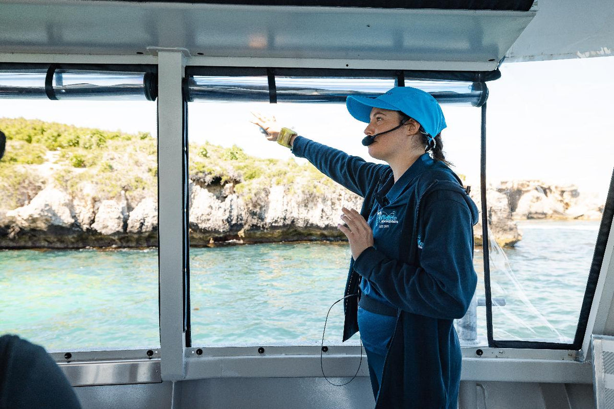 Dolphin, Penguin And Sea Lion Cruise