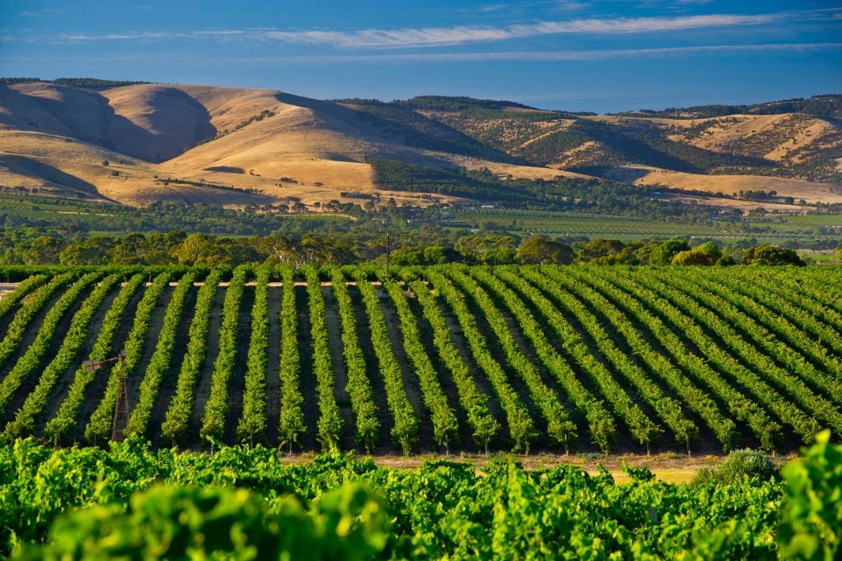 Mclaren Vale Ladies Luncheon Premium & Wine Tastings