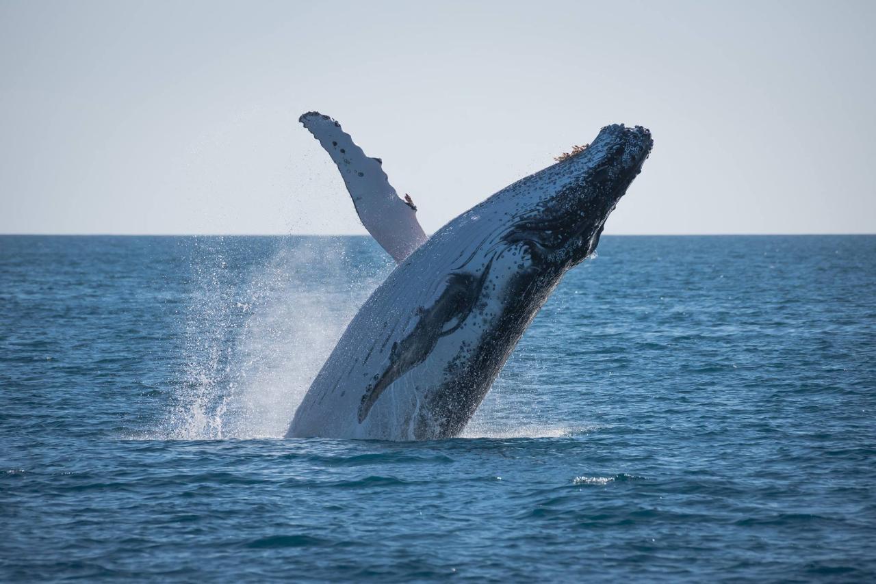 Morning Whale Watch Cruise