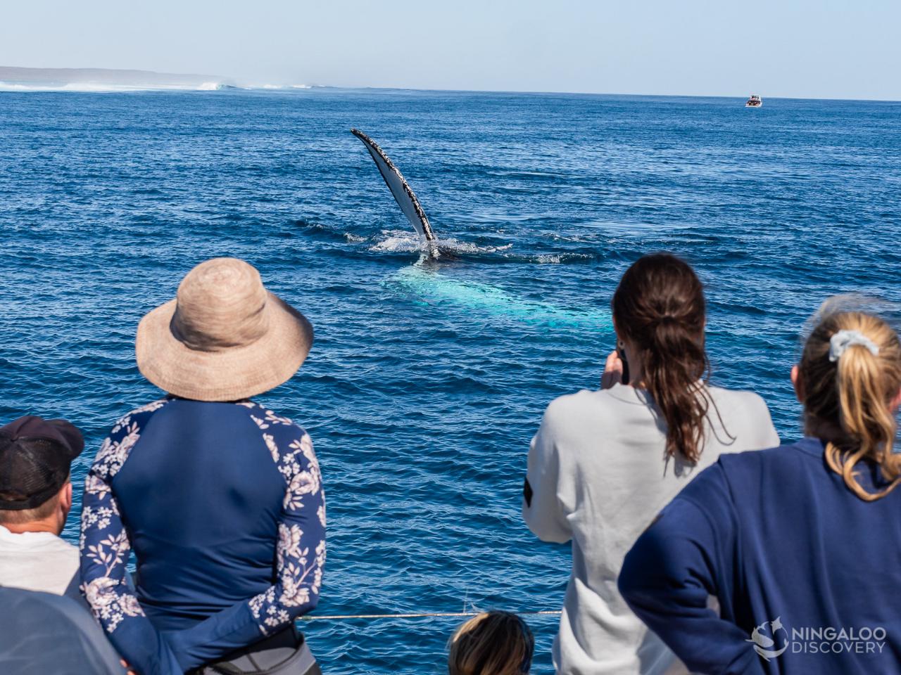 Sunset Sail Or Whale Watching (July-November)