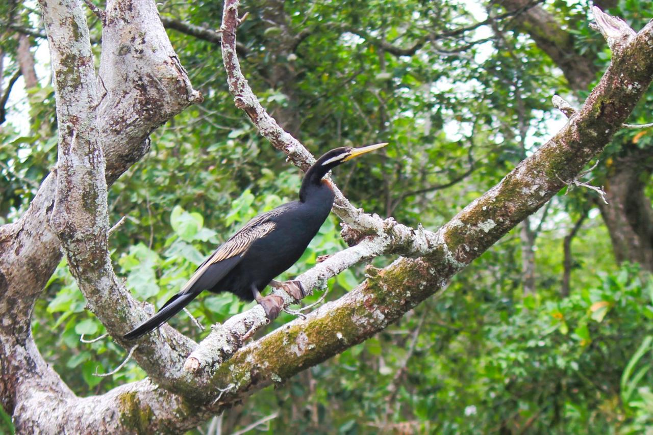 Crocodile Express Daintree Rainforest & Wildlife Cruise From Daintree Village