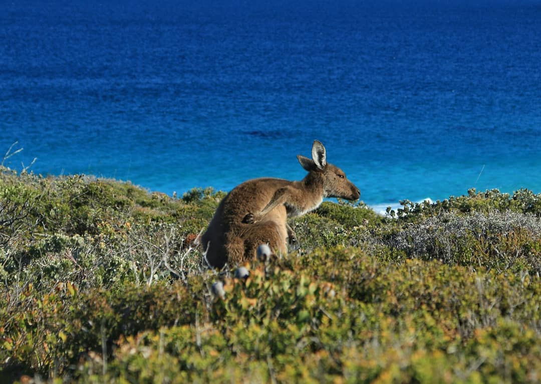 Wheatbelt To Great Southern Wilderness Escape Tour