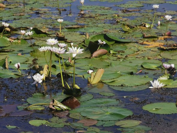 Darwin: Berry Springs, Jumping Crocodiles Cruise, Fogg Dam & Outback Pub 1 Day Minivan