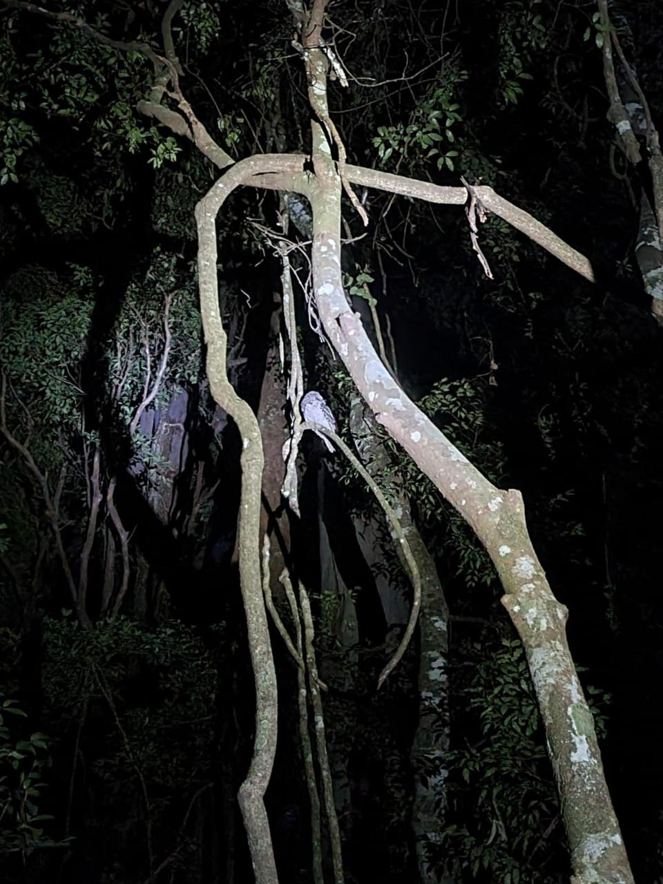 Evening Rainforest & Glow Worm Experience