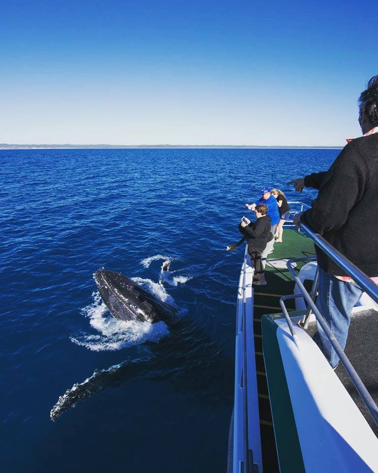 Morning Whale Watch Cruise
