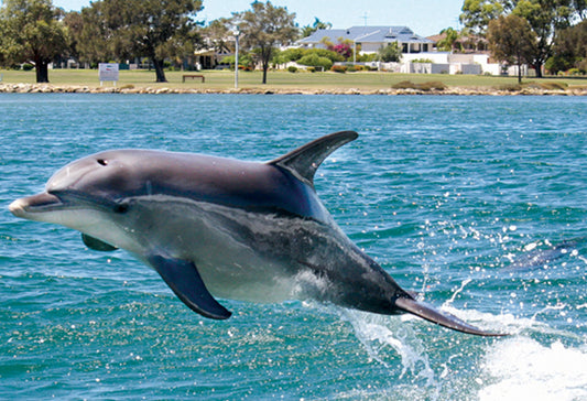 Mandurah Canals & Dolphin Watch Tour