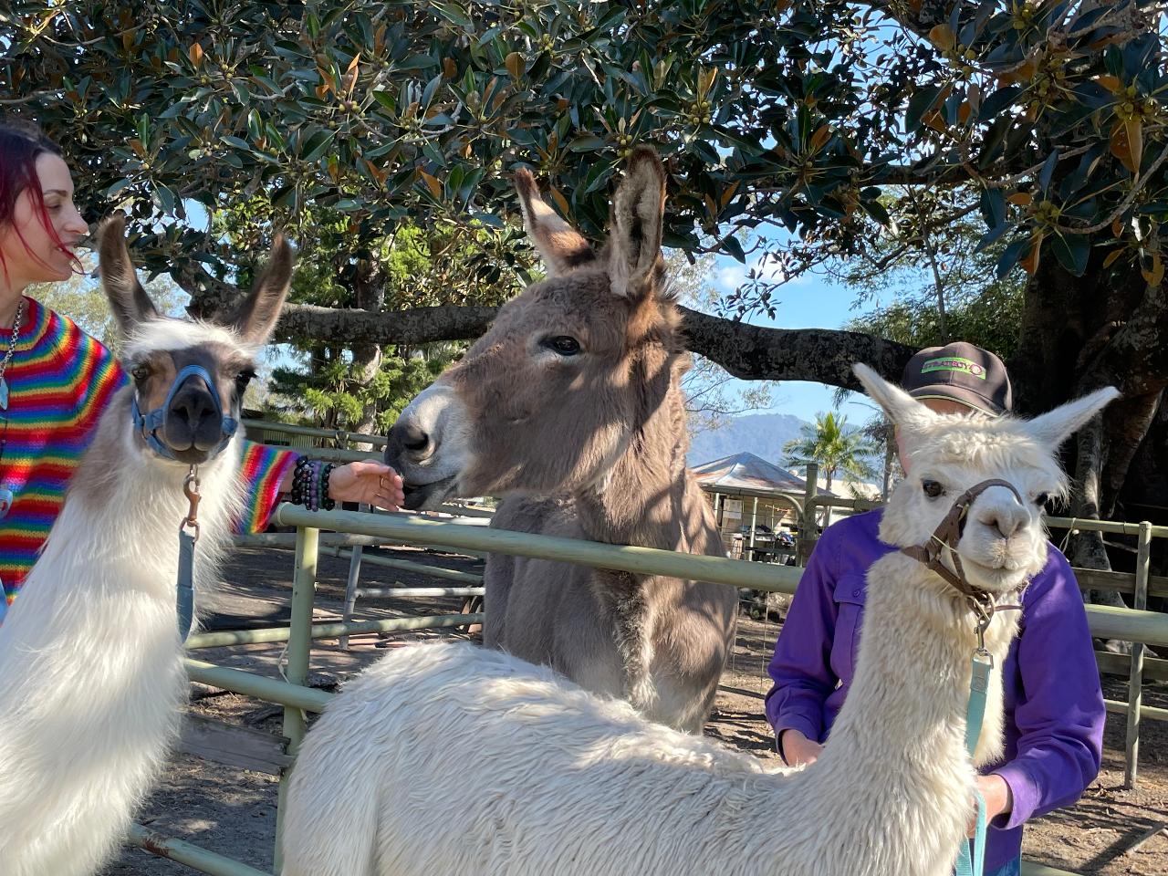 1Hr Personal Animal Tour