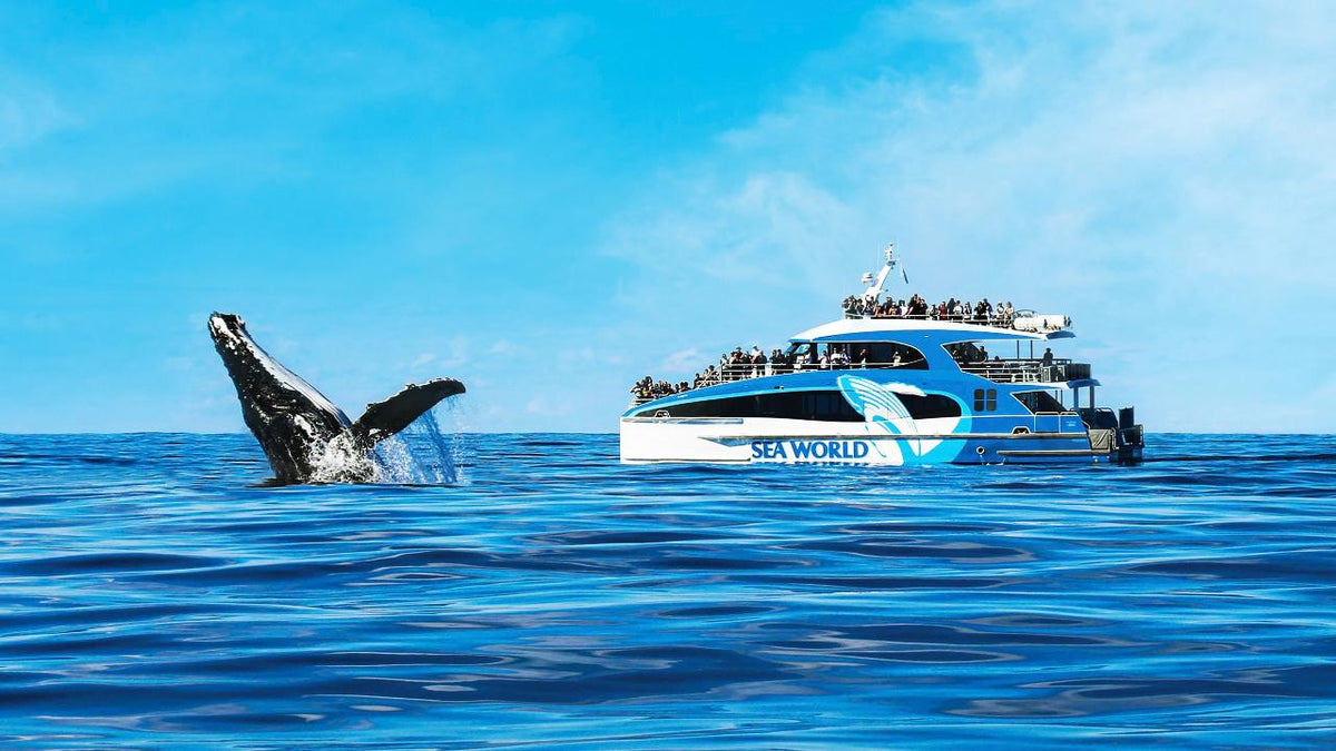 Sea World Whale Watch