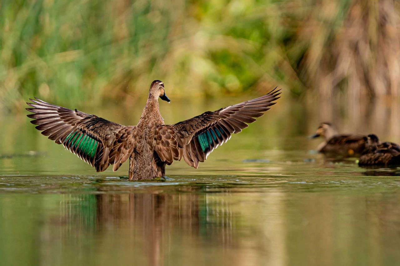 Birds Of Prey Photography Cruise
