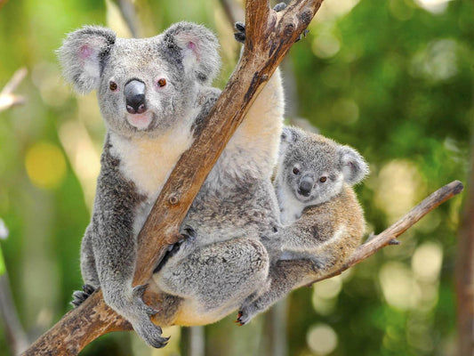 Private Coach - Kangaroo Island Wildlife Discovery 24 Seater