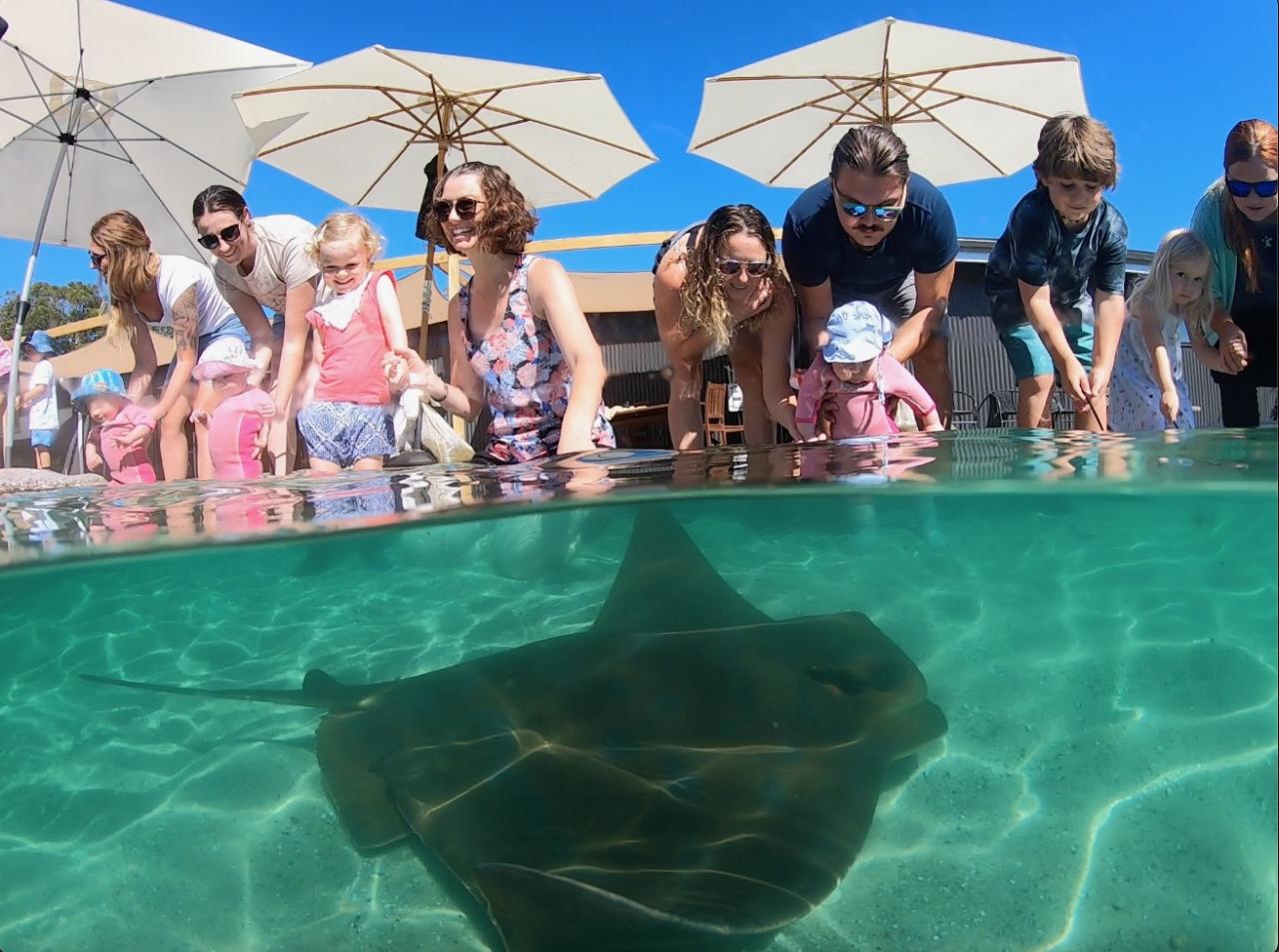 Irukandji Entry Pass & Stepping In The Lagoon Shallows & Shark Food