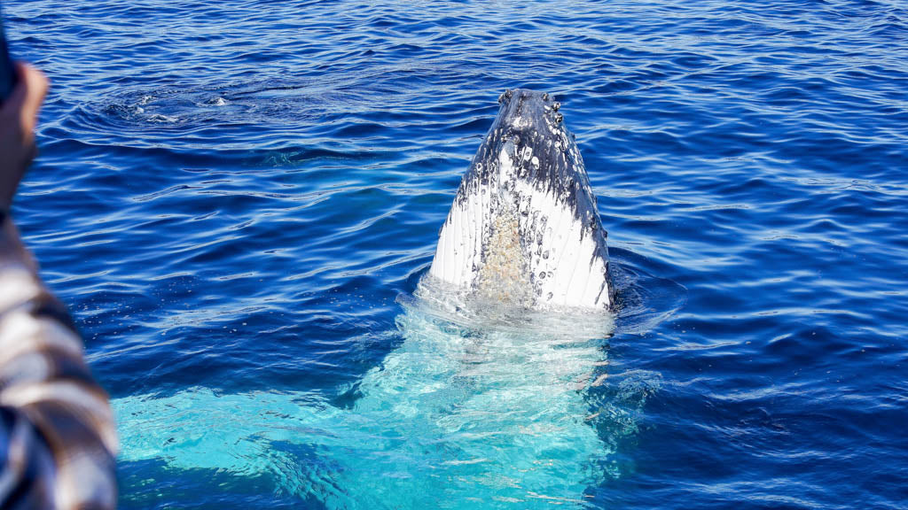 Whales In Paradise - Gold Coast