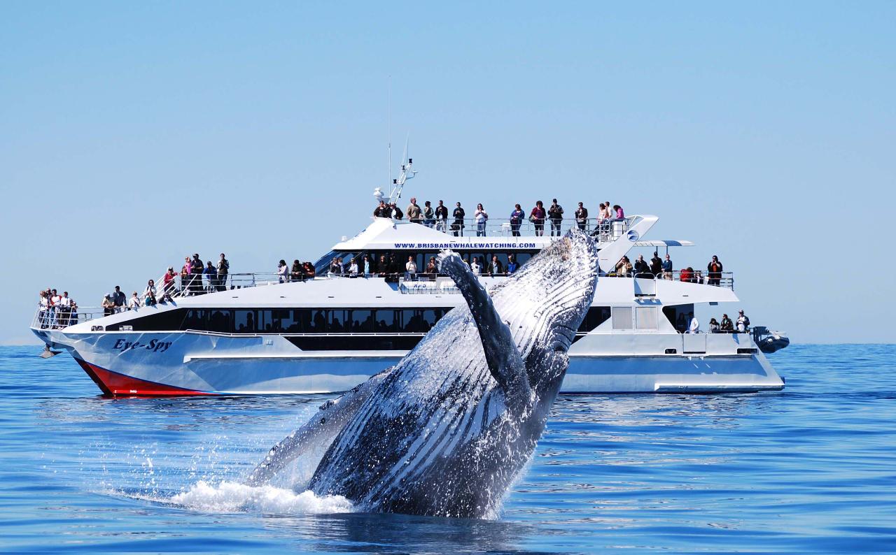 Whale Watching Adventure