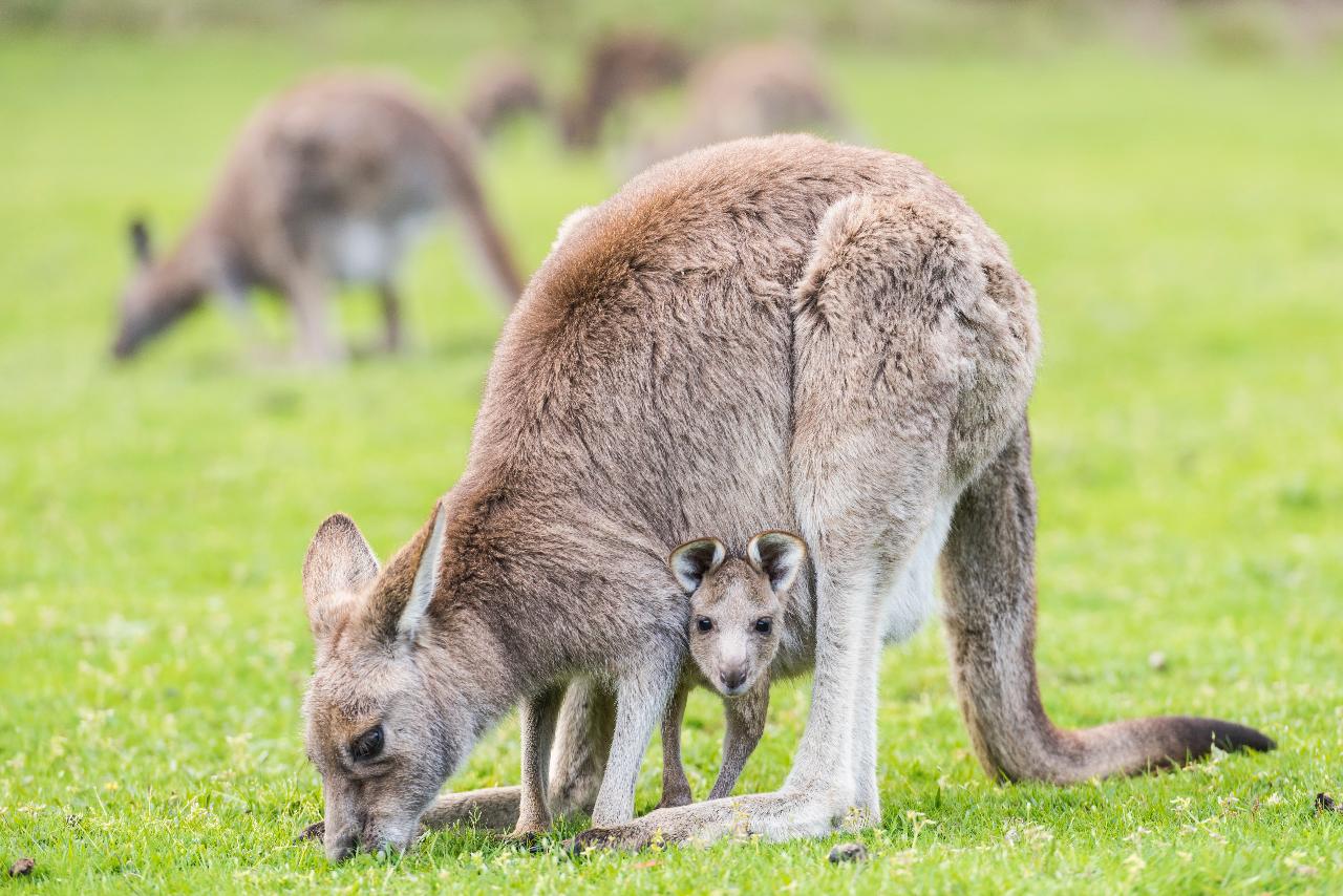 Autopia Tours: Melbourne To Adelaide 3 Day 