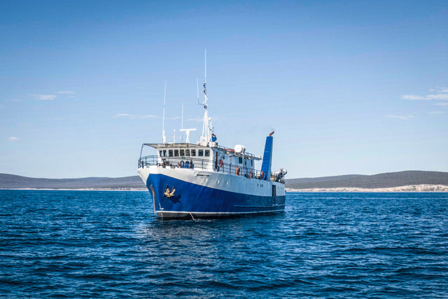 Great White Shark Expedition - 5 Nights