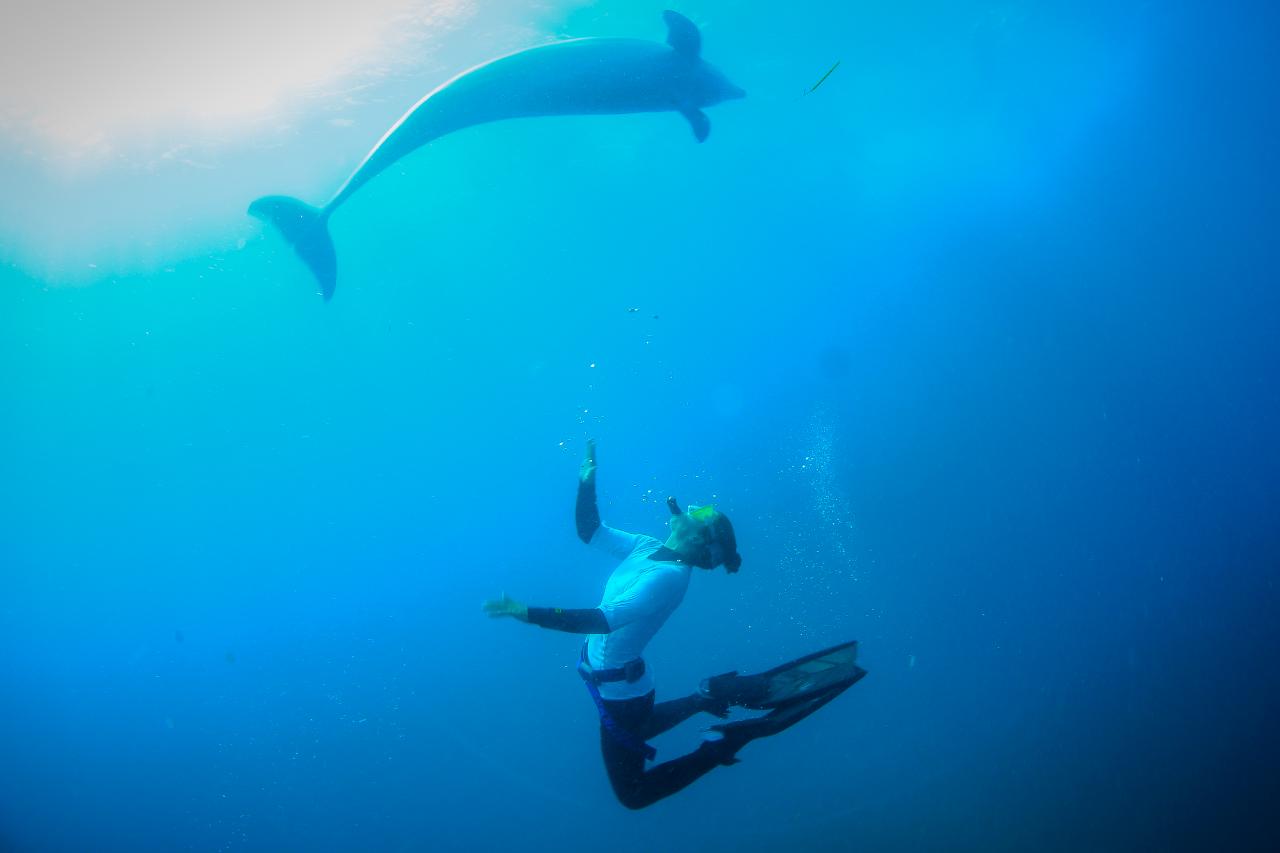 Small Group Dolphin & Seal Swim - Private Charter