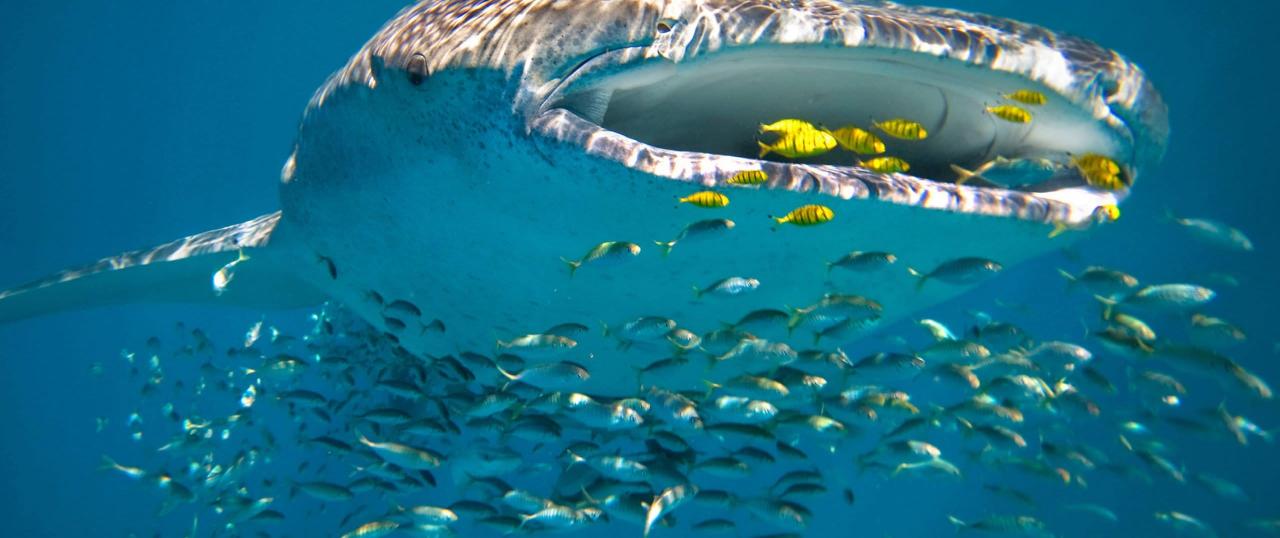 Whale Shark Overland Tour