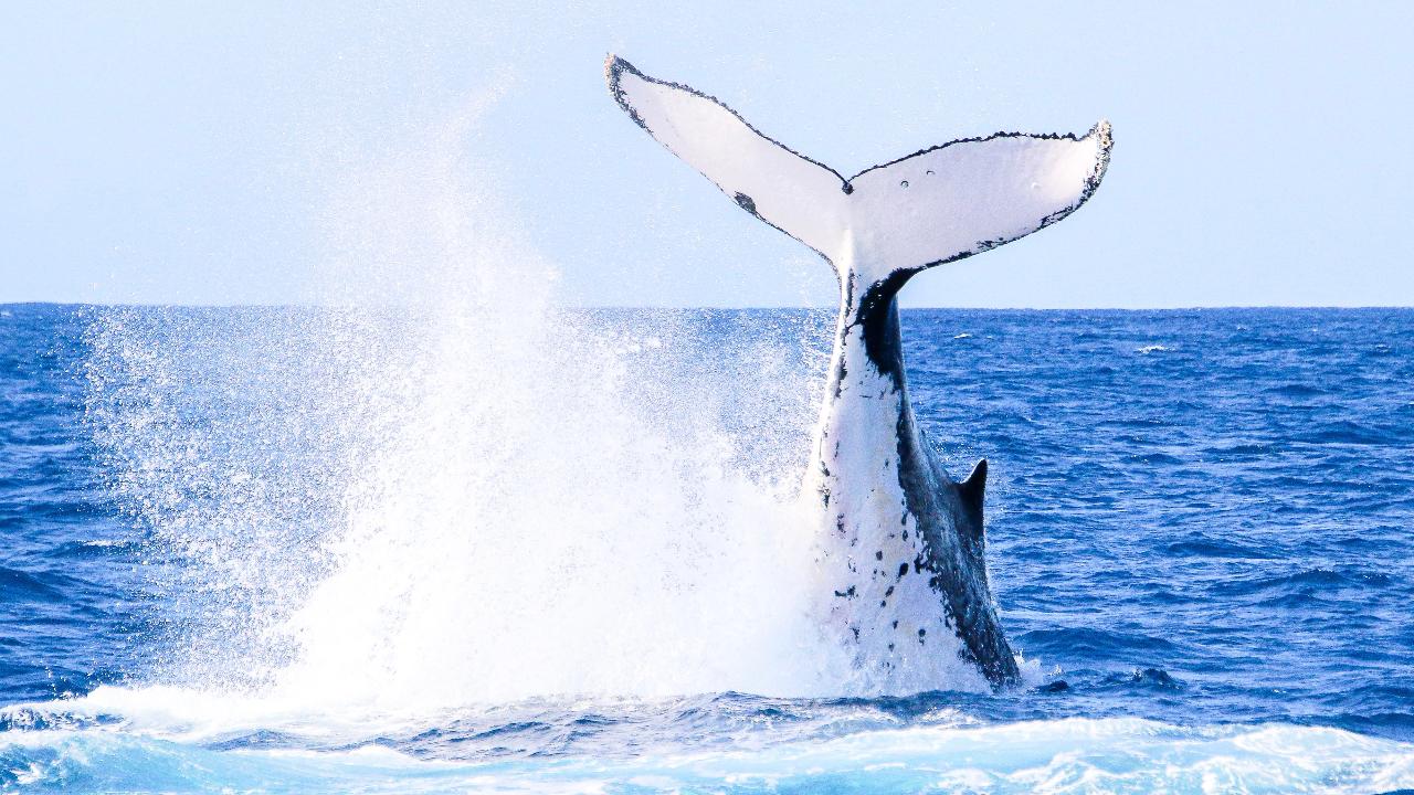 Whales In Paradise - Gold Coast