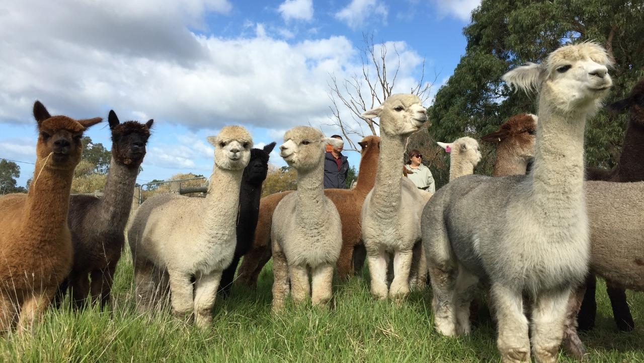 Alpaca Farm 90-Minute Tour