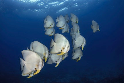 Certified Divers - Cook Island Double Dive Special