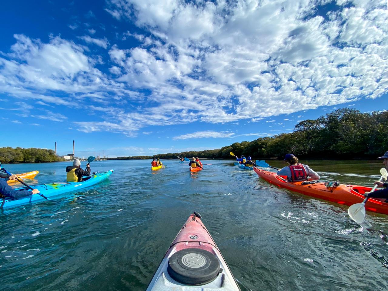 Dolphin Sanctuary Mangroves Tour