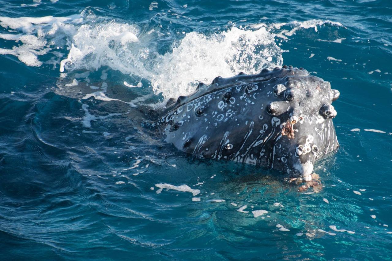 Afternoon Whale Watch Cruise