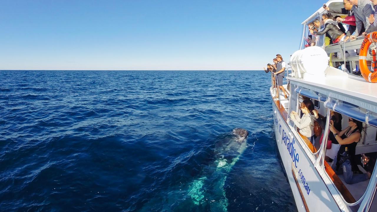 Whales In Paradise - Gold Coast