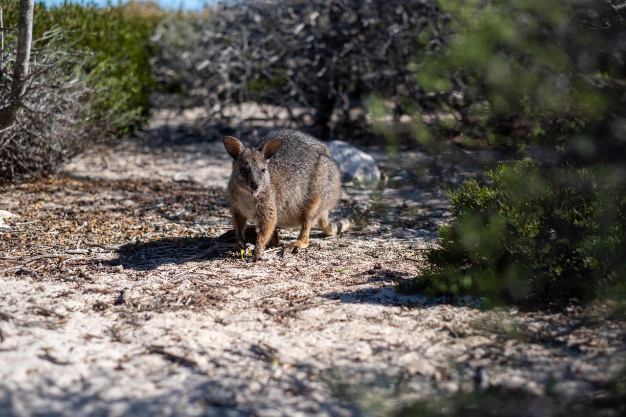 Escape To The Abrolhos Islands - Full Day Tour