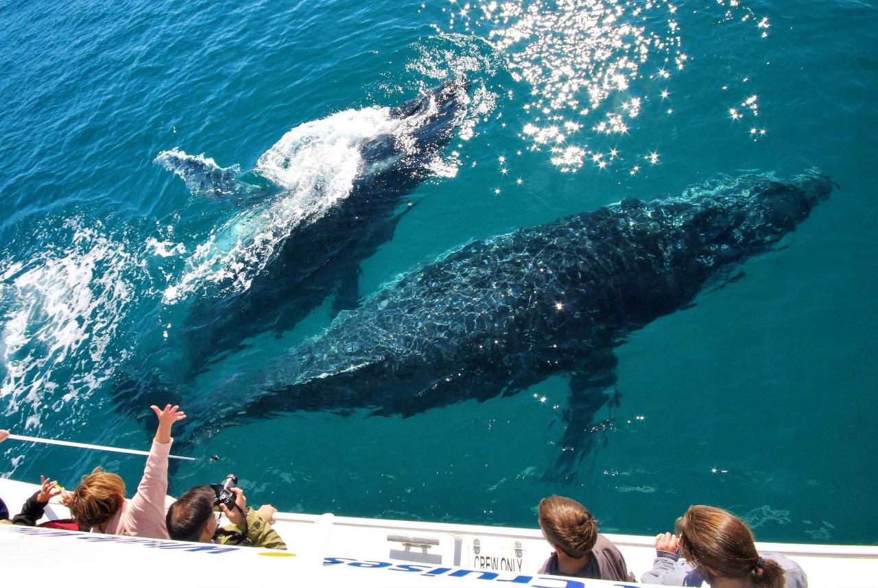 Whale Watch & K'Gari Explorer Day Tour Package