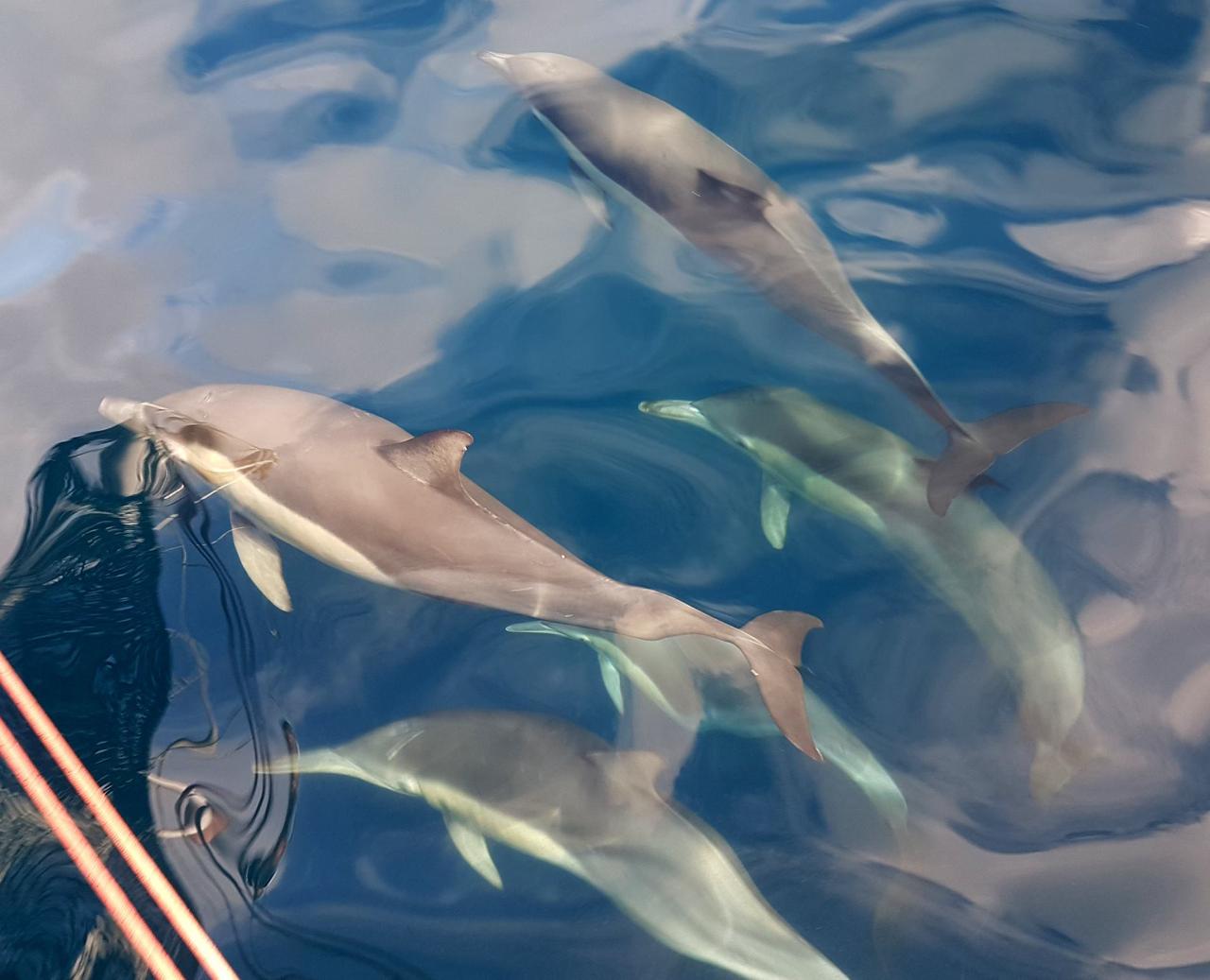 Wild Dolphin Watch 