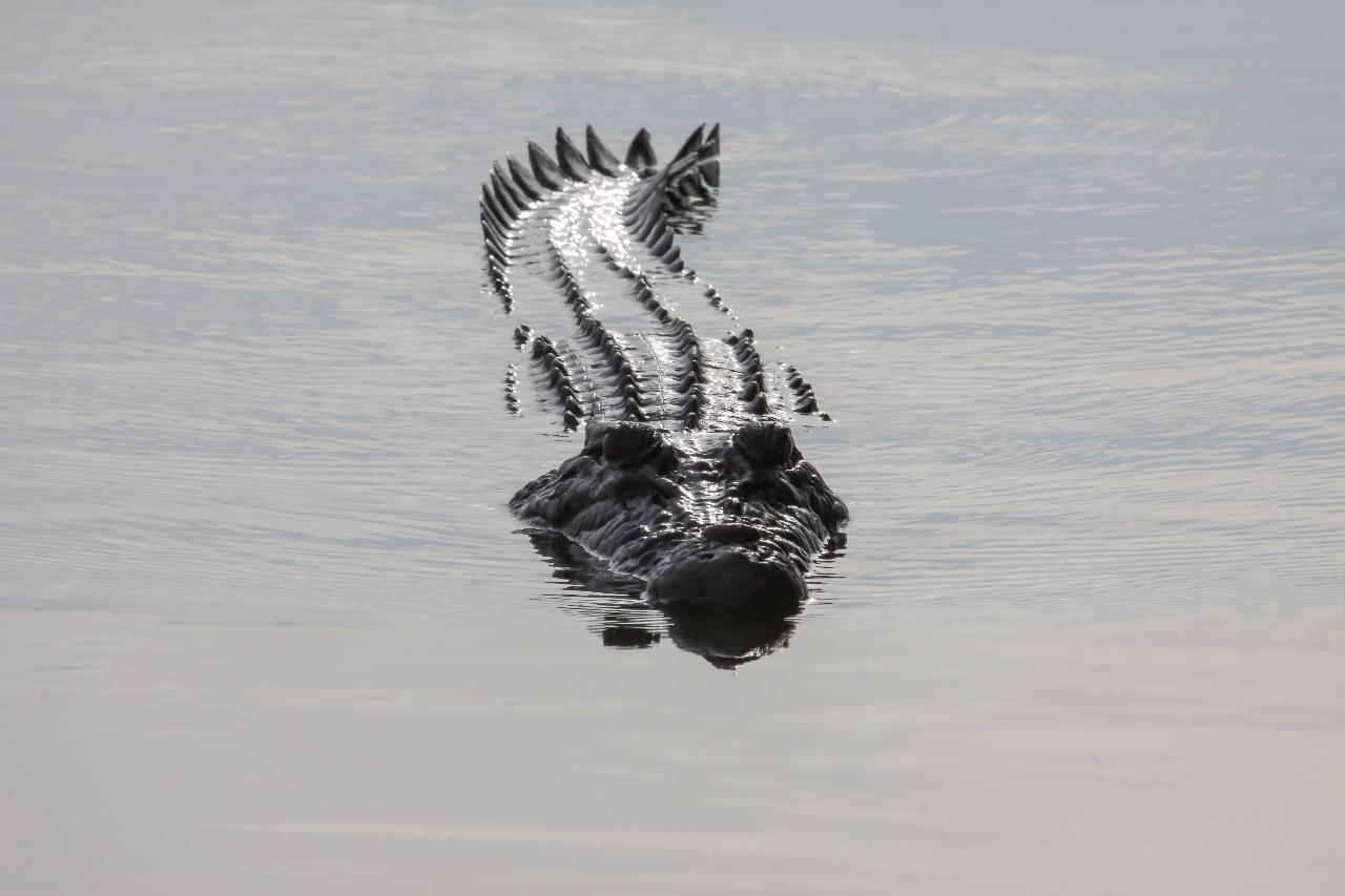 Kakadu In A Day