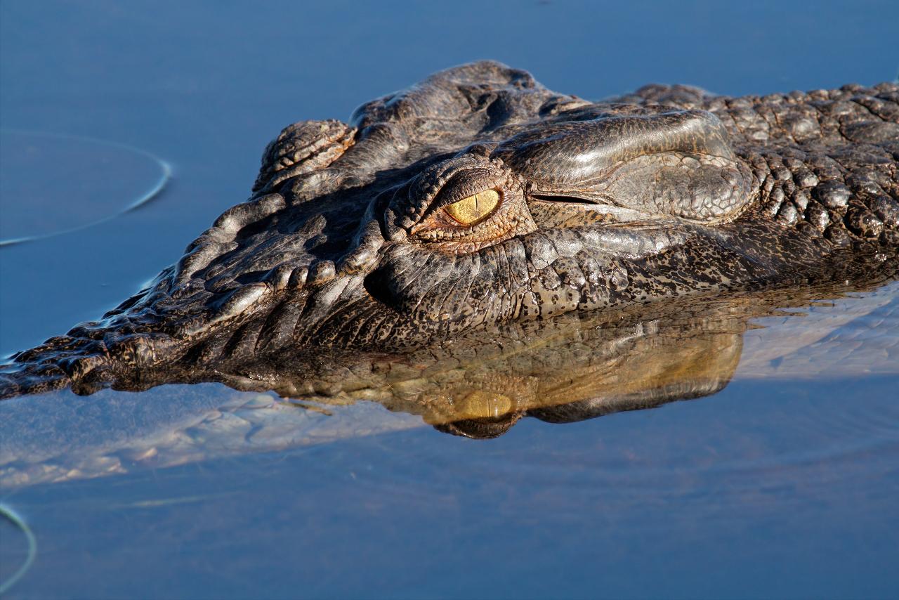Kakadu In A Day