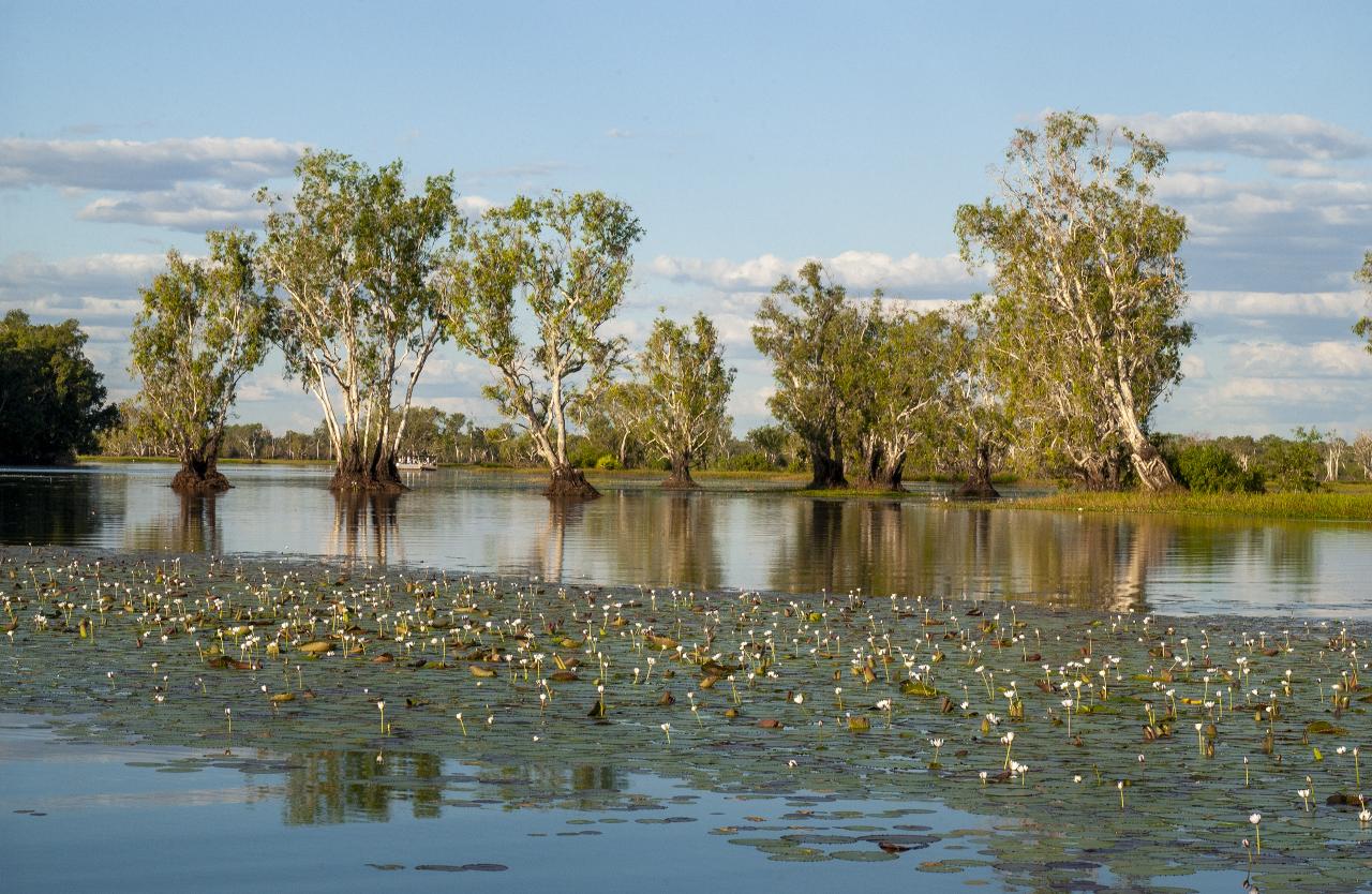 Kakadu In A Day