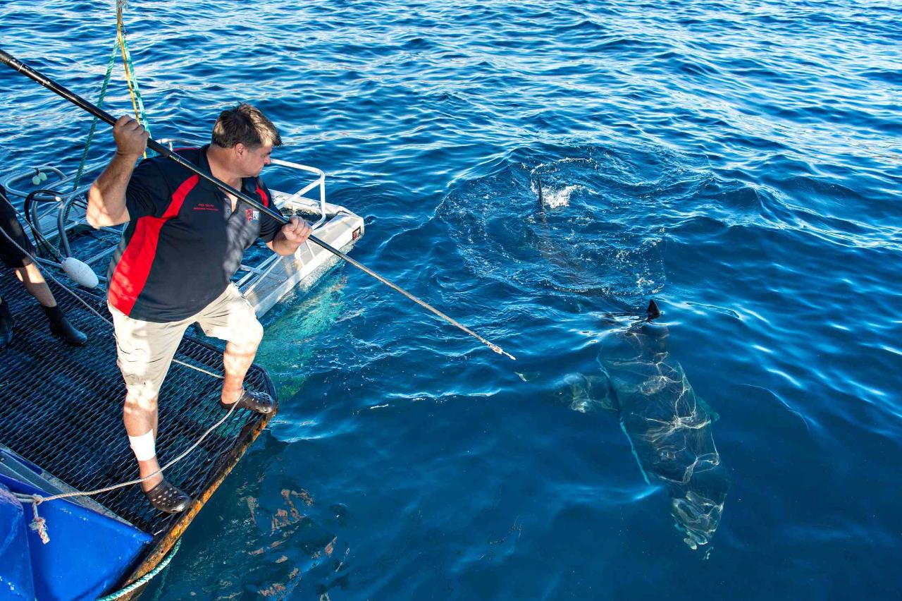 Great White Shark Expedition - 5 Nights
