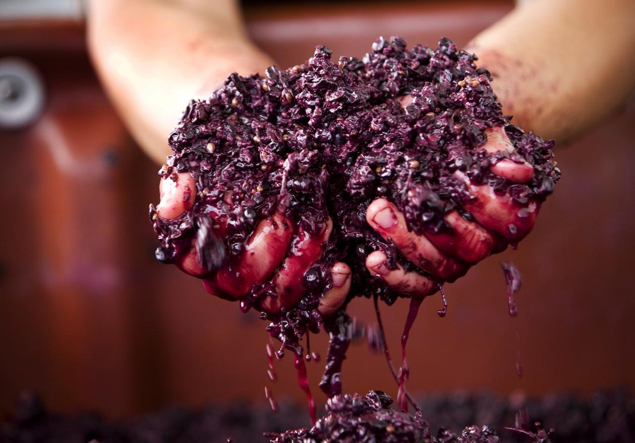 Autopia Tours: Discover The Yarra Valley Wine Tasting Tours