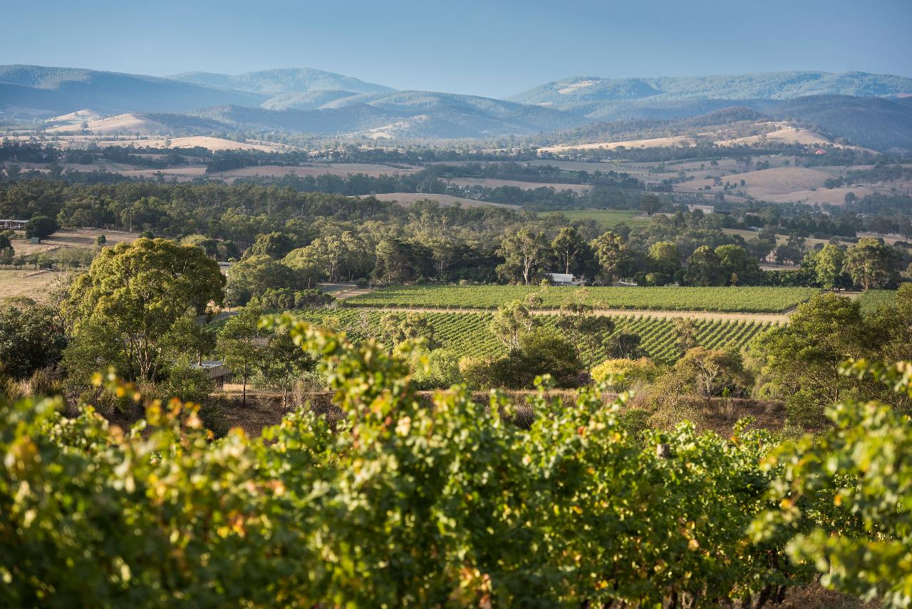 Autopia Tours: Discover The Yarra Valley Wine Tasting Tours