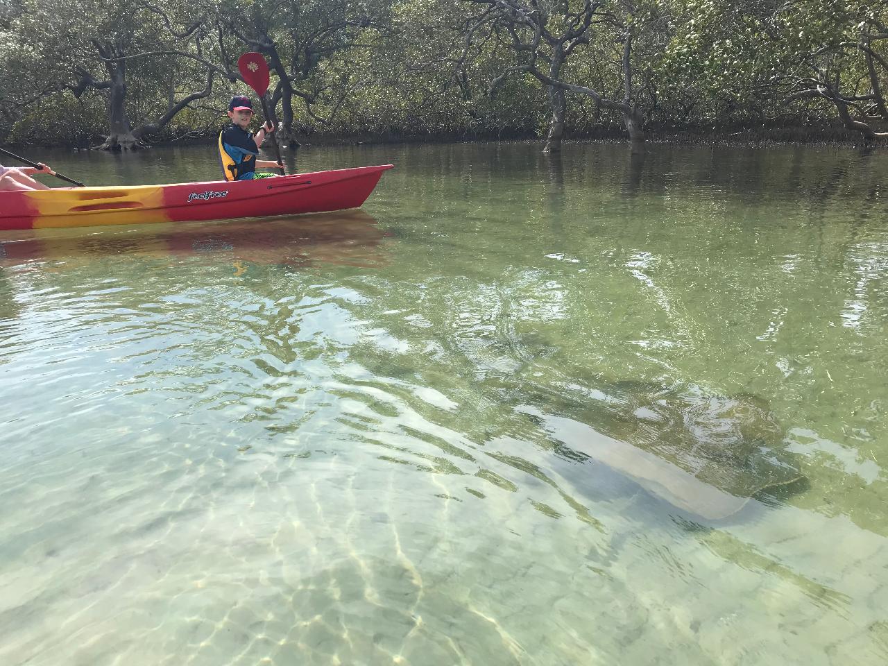 Sunrise Brunswick River Nature Kayak Tour