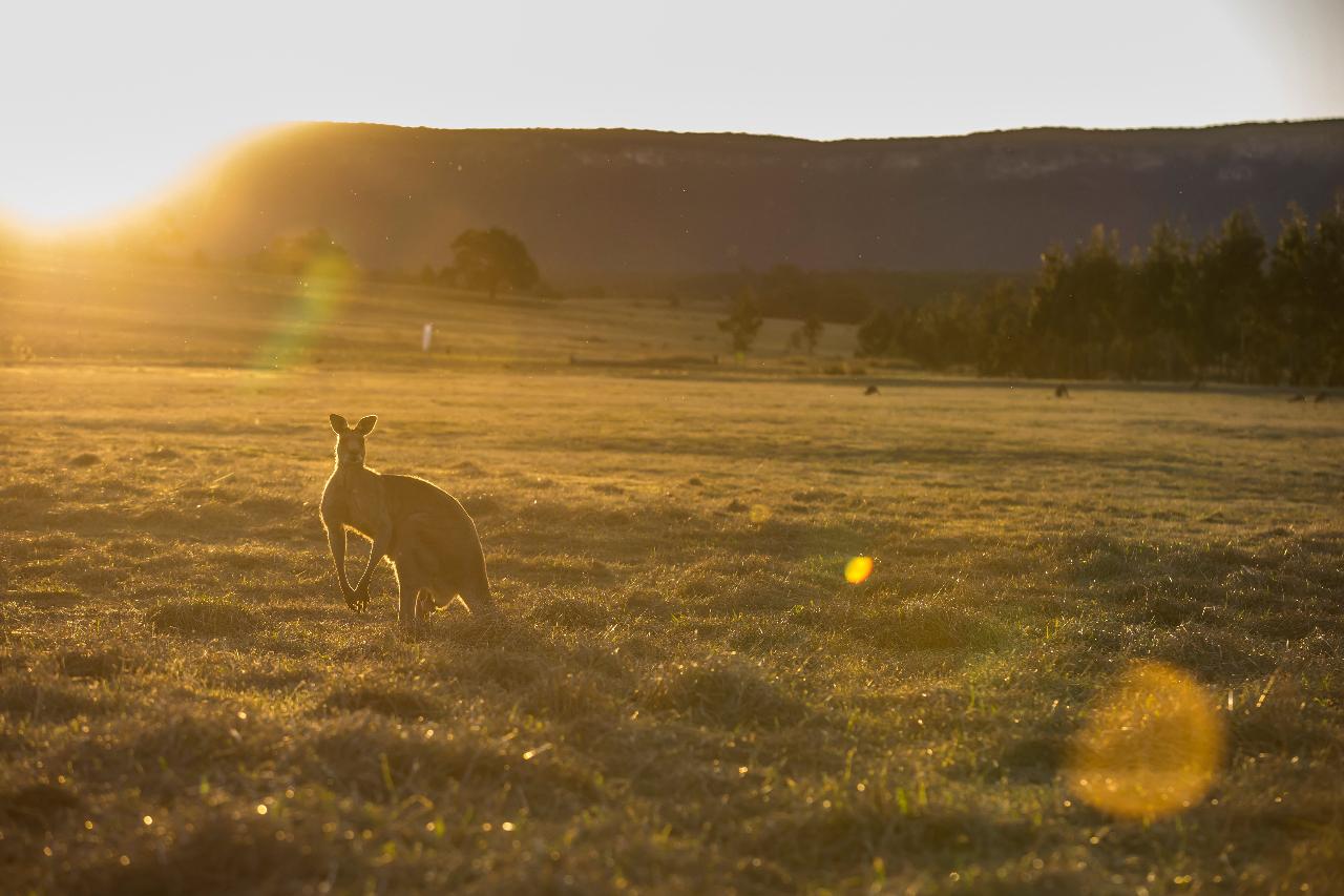 Autopia Tours: Blue Mountains Sunset & Wilderness Tour