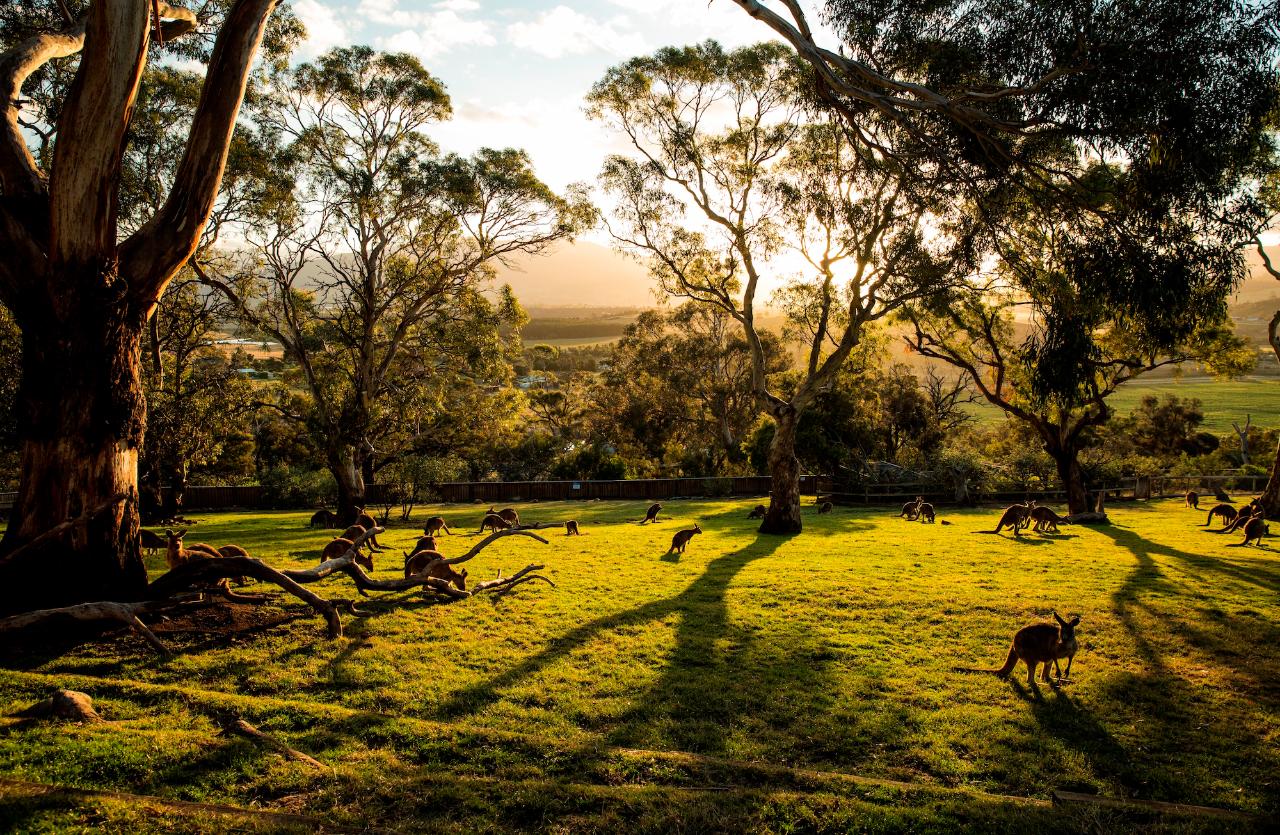 Shore Excursion - Hobart Highlights Day Tour