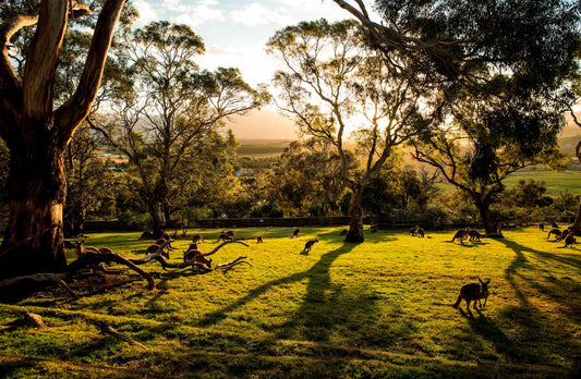 Shore Excursion - Hobart Highlights Day Tour