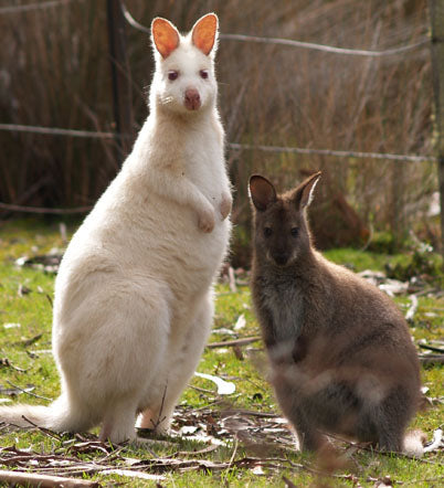 Bruny Island Safaris - Foods, Sightseeing And Lighthouse Tour