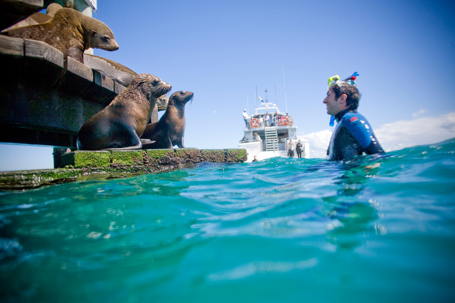 Small Group Dolphin & Seal Swim - Private Charter