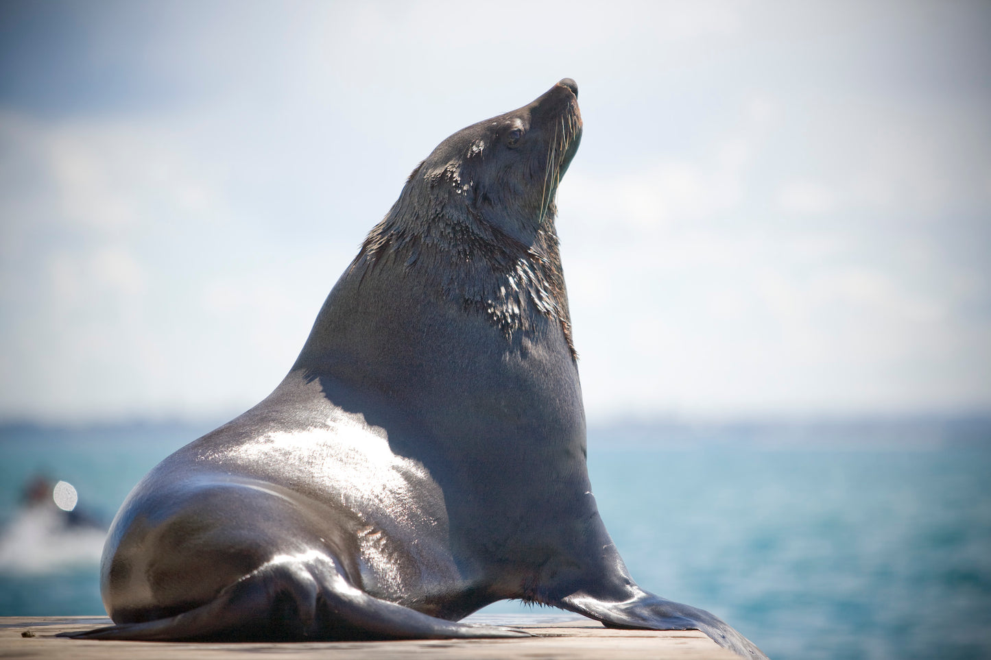 Small Group Dolphin & Seal Swim - Private Charter