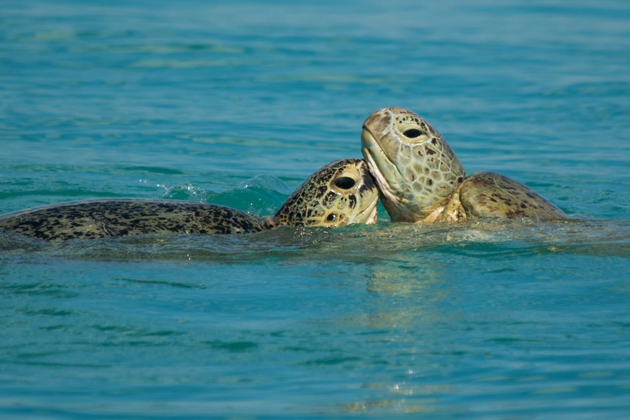 Turtle Discovery Eco Tour