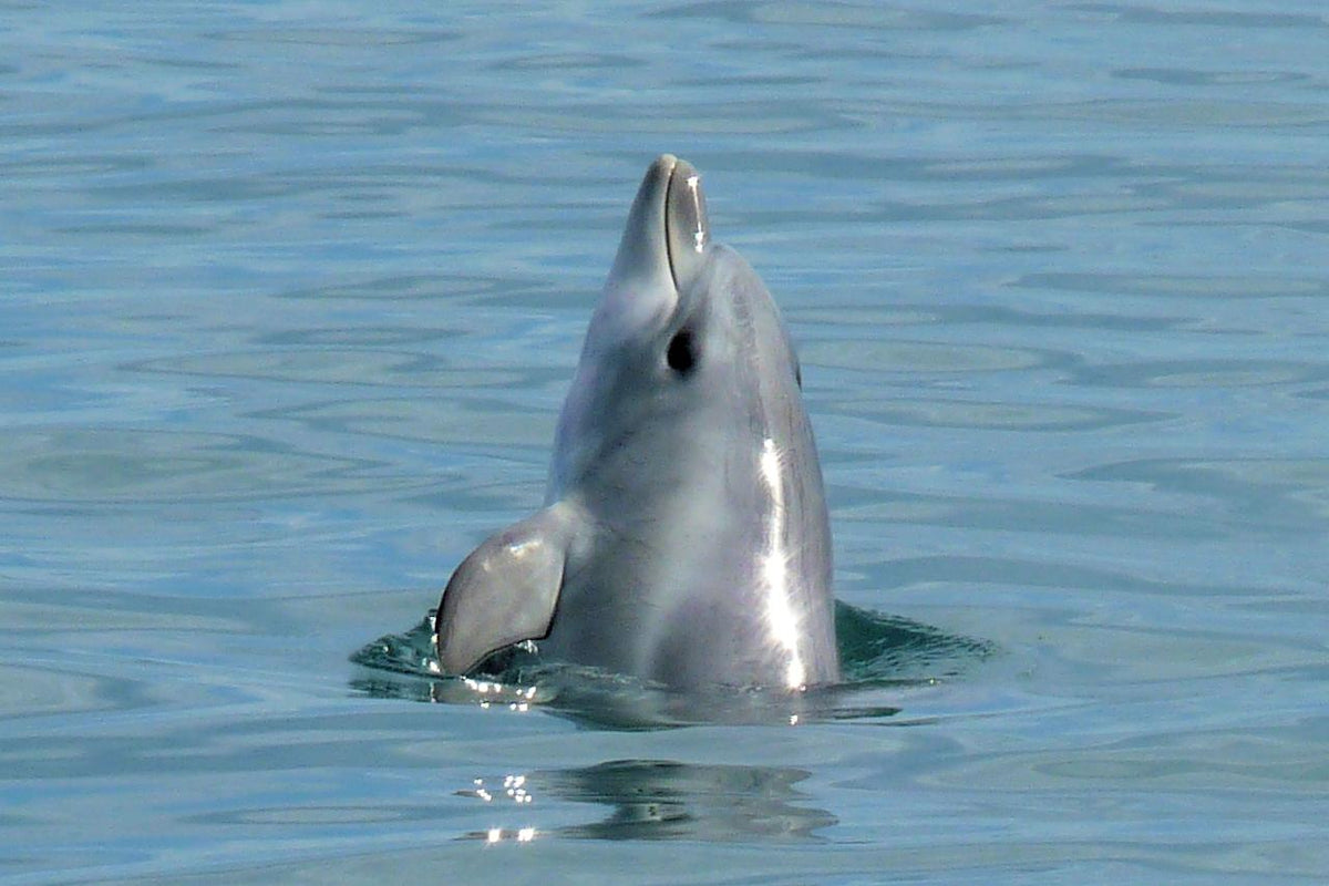 Dolphin Eco Cruise