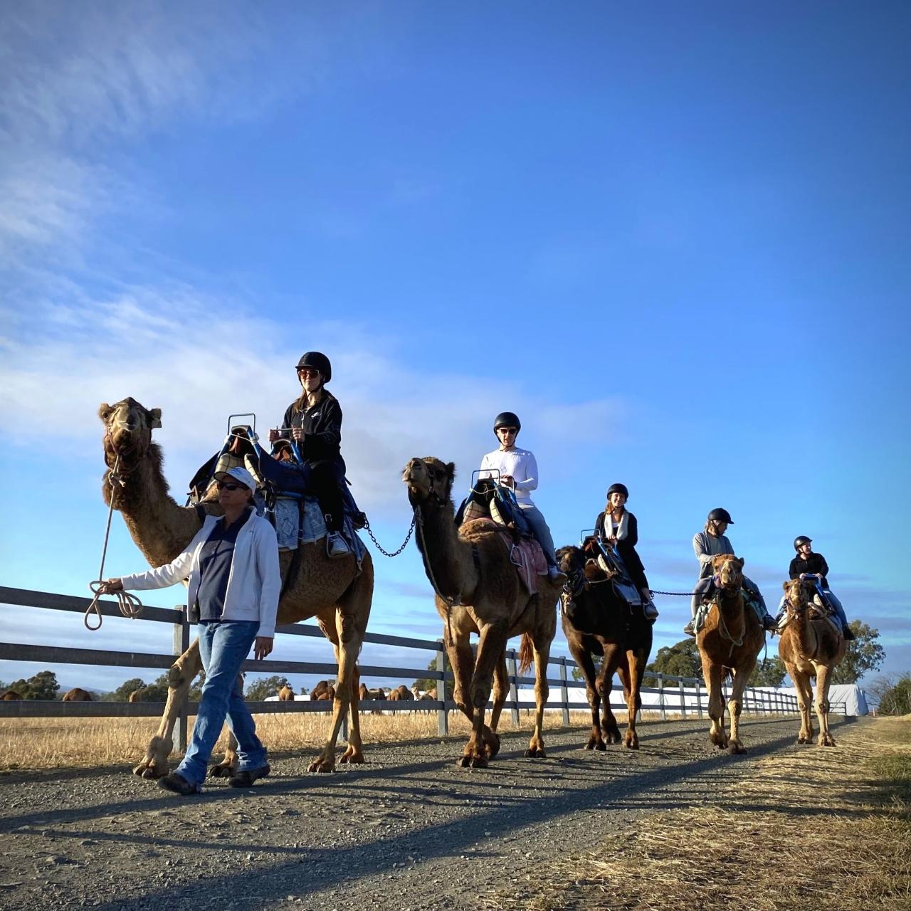 Sunrise Camel Ride