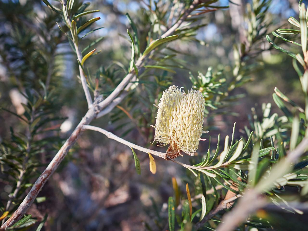 Three Capes & Tukana, Tasman Peninsula - Lutruwita Tasmania - 4 Days